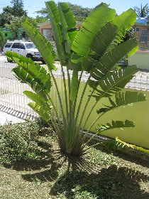 Our traveler's palm grows like a charm (March 2010)