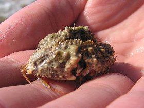 Masked crab (April 2010)