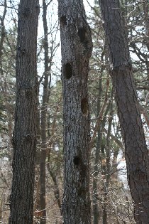 That must have been a really big woodpecker (April 2011)