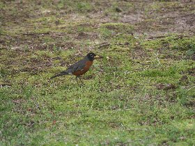 American Robin (May 2011)