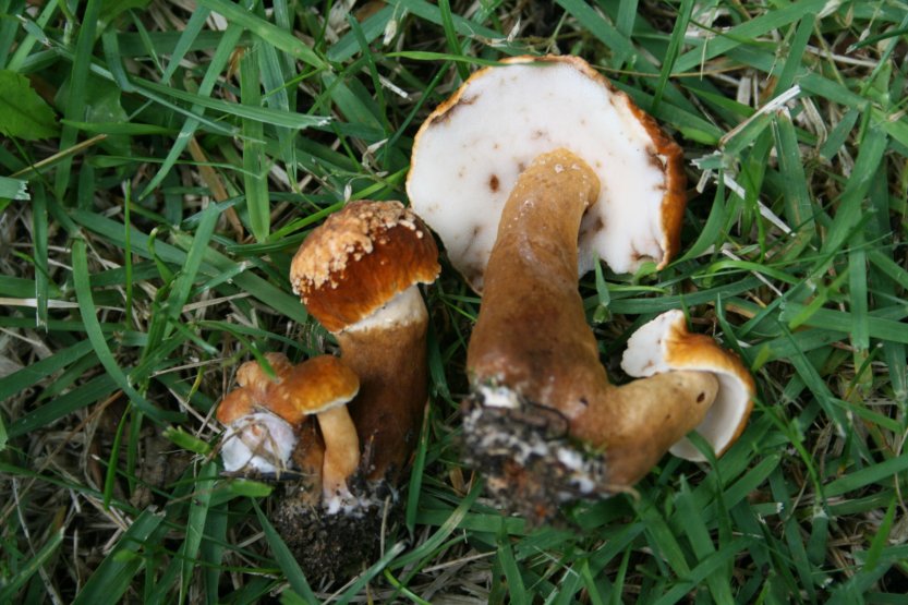 Mushrooms (June 2011)