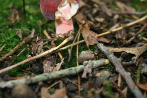 Mushrooms (June 2011)