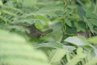 Hummingbirds (July 2011)