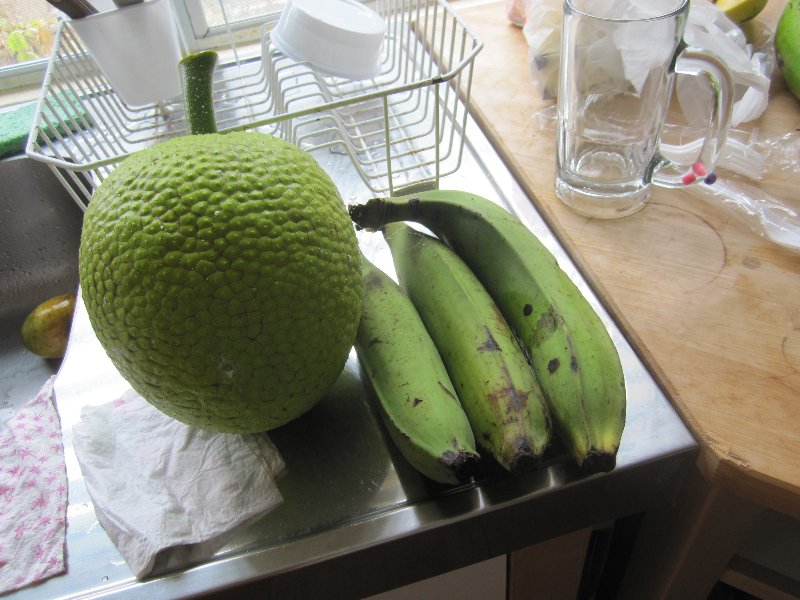 Day 11, breadfruit (July 2011)