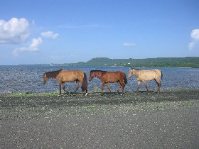 Mosquito Pier (July 2011)