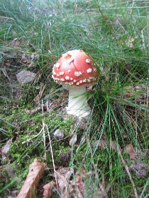 Fly agaric (August 2011)