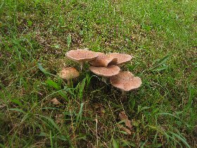 Mushrooms (August 2011)