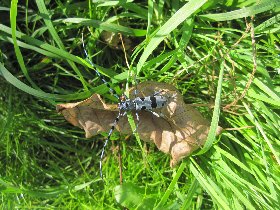 Rosalia longicorn (August 2011)