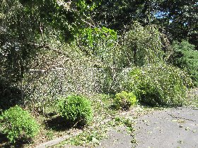 A fallen weeping willow on our street (August 2011)