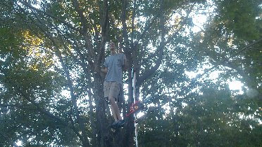 How we sawed a tree, part I (September 2011)
