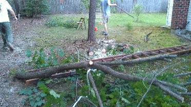 How we sawed a tree, part I (September 2011)