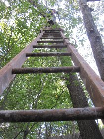 How we sawed a tree, part II (September 2011)