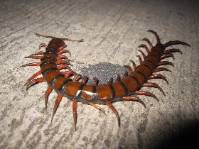 Giant Centipede (September 2011)