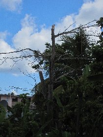 The neighbors tree was in better shape two months ago (September 2011)