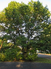 Gotta climb the tree... (September 2011)