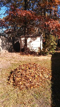 Neverending struggle with fallen leaves...but better than the acorns, which we had to deal with just few weeks ago (November 2011)