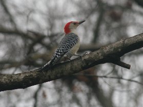...another visitor - a larger woodpecker (March 2012)