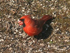 Northern Cardinal (March 2012)