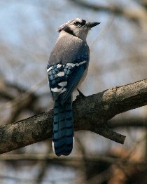Blue Jay (March 2012)