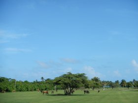 Wild horses at Sun Bay (May 2012)