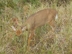 White-tailed deer (September 2012)