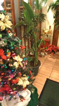 I love Brooklyn - a Christmas tree and offers to Buddha next to each other (December 2012)