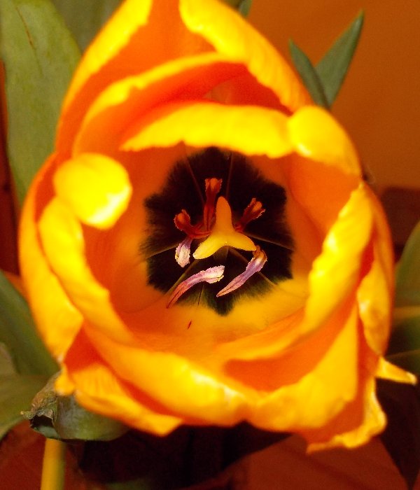 Tulip close-up (February 2013)