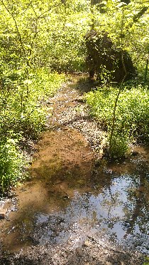 Fern Hollow Creek (May 2013)