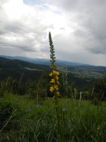 Agrimony (June 2013)