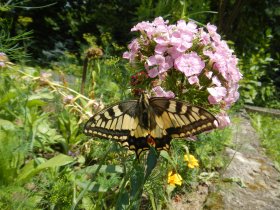 Butterfly (June 2013)