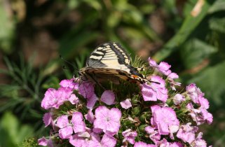 Butterfly (June 2013)