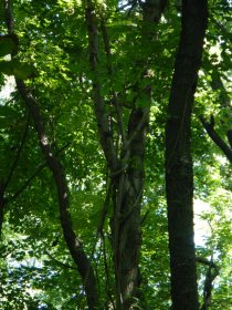 Schenley Park (July 2013)