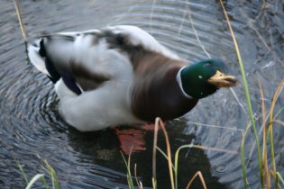 Amazingly fast - the camera catches the water droplets, but not the neck (October 2013)