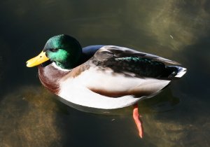 Mallards (October 2013) Mallards (October 2013)
