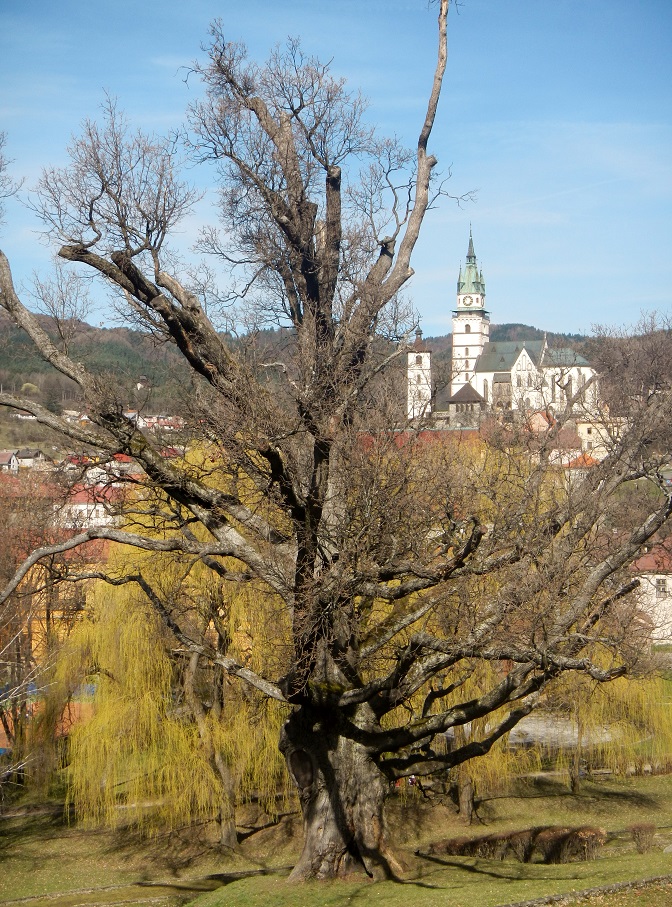 The oak in Zechenter's Garden (March 2014)