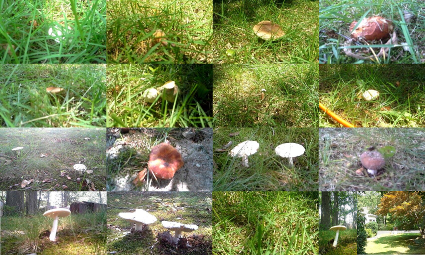 A great lot of mushrooms (July 2014)