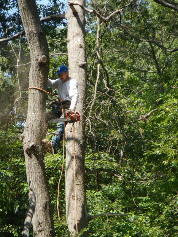 Tree cutting (August 2014)
