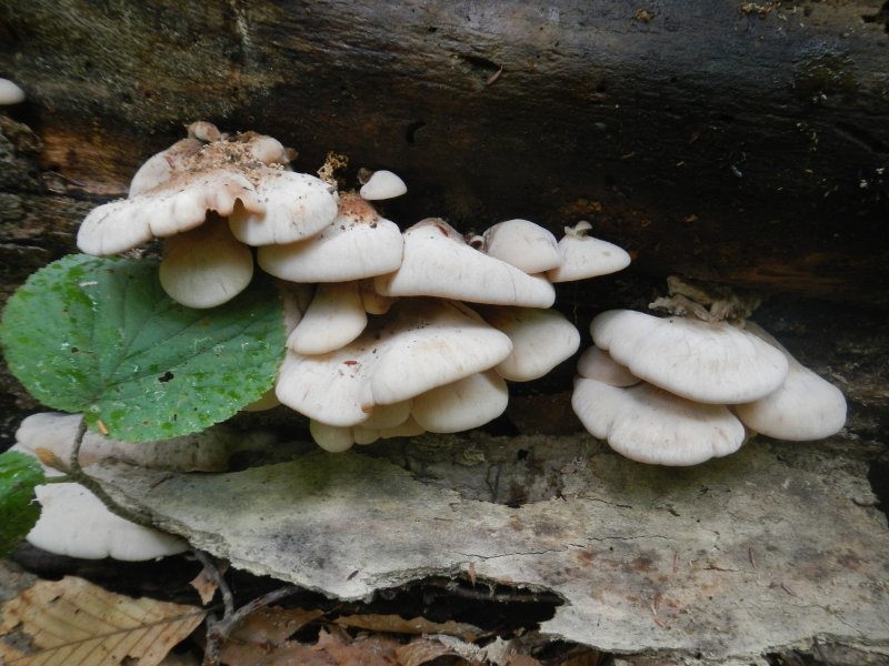 Oyster mushrooms (August 2014)