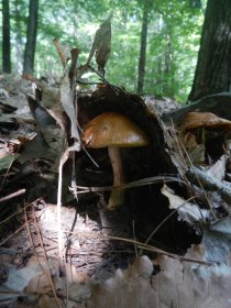 Mushrooms (August 2014)