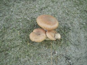 Mushrooms (August 2014)