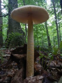 Mushrooms (August 2014)