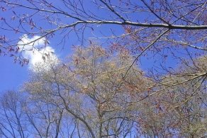 Oaks blooming (May 2015)