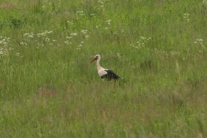 Stork on a roadside (May 2015)