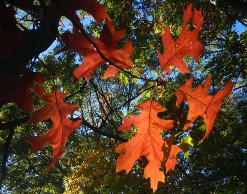 Beautiful autumn day (October 2015)