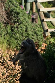 Baboons next to road (October 2016)