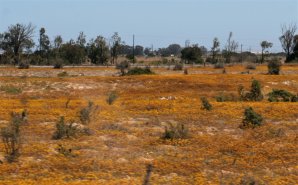 Namaqualand and other blooming places (October 2016)