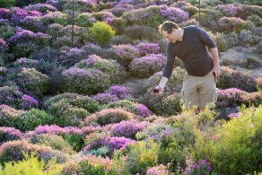 Namaqualand and other blooming places (October 2016)