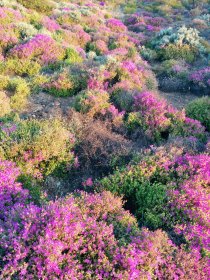 Namaqualand and other blooming places (October 2016)