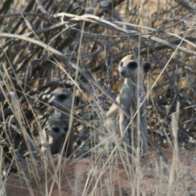 Meerkats (October 2016)