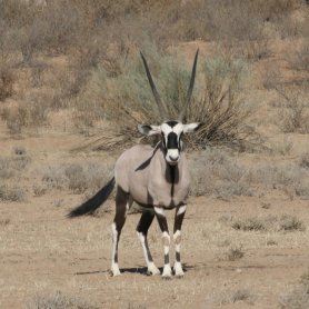 Another gemsbok (October 2016)